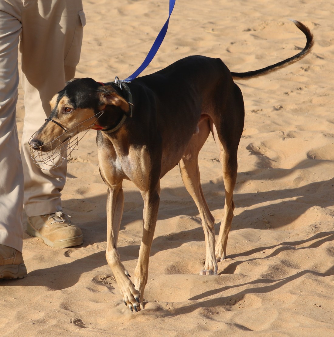 Saluki