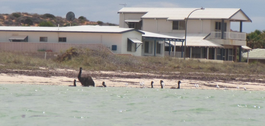 Emus in water
