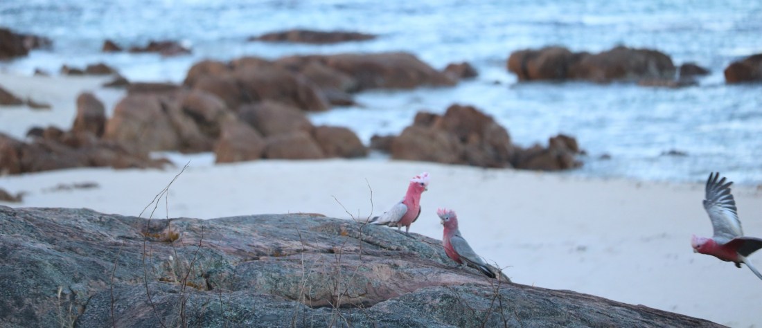 flying Galah