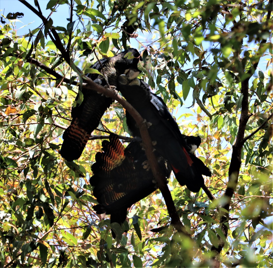 Red-tailed Black Cockatoos