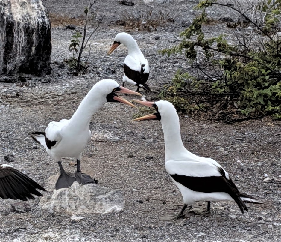 IMG_20190603_085516a